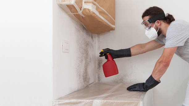 Professional Mold Removal technician working in West Palm Beach, FL